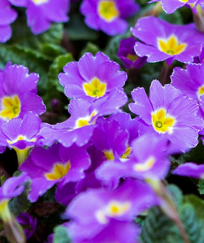 Night Blooming Flowers>