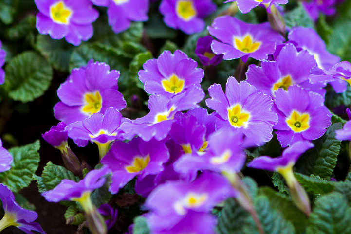 Violet Primrose